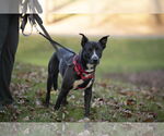 Small #10 Mutt