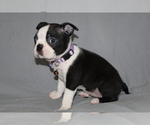 Small #4 Boston Terrier