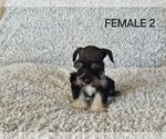 Puppy FEMALE 2 Schnauzer (Miniature)