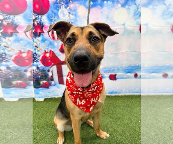 Medium Photo #4 German Shepherd Dog Puppy For Sale in Pompano Beach , FL, USA