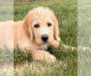 Bernedoodle-Labradoodle Mix Puppy for sale in LONGMONT, CO, USA