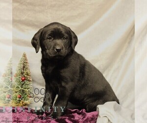Labrador Retriever Puppy for sale in SHIPPENSBURG, PA, USA