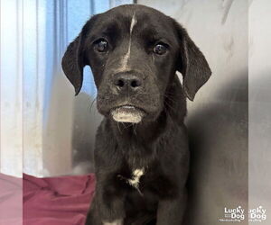 Boxador Dogs for adoption in Washington, DC, USA