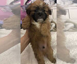 Small Photo #6 Mal-Shi Puppy For Sale in LAKELAND, FL, USA