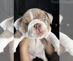 Small #7 Bulldog