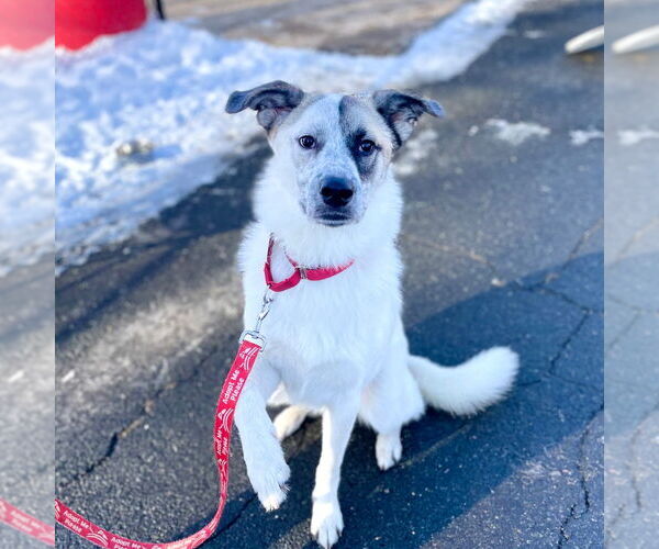 Medium Photo #3 Anatolian Shepherd-Unknown Mix Puppy For Sale in Canton, CT, USA