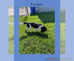 Small Photo #4  Puppy For Sale in , 