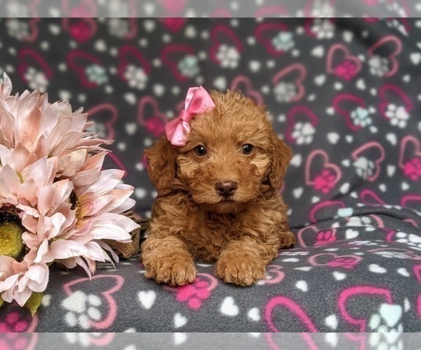 Full screen Photo #6 Miniature Labradoodle Puppy For Sale in KIRKWOOD, PA, USA