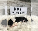 Small Photo #34 Sheepadoodle Puppy For Sale in NIXA, MO, USA