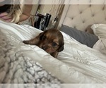 Small #1 Dachshund