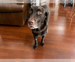 Small #3 Labrador Retriever