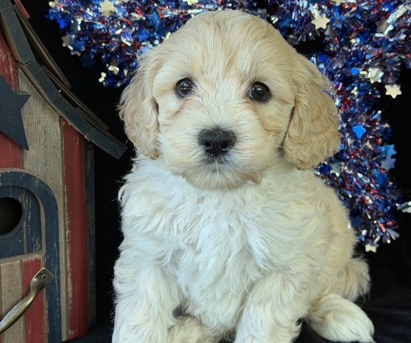Medium Photo #8 Australian Labradoodle Puppy For Sale in WASH, NC, USA