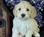 Puppy Dakota Australian Labradoodle