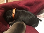 Small Photo #13 Great Dane Puppy For Sale in WARRENSBURG, MO, USA