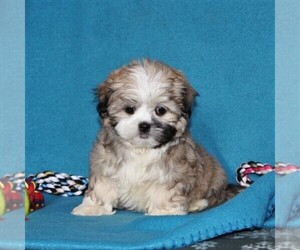 Mal-Shi Puppy for sale in QUARRYVILLE, PA, USA