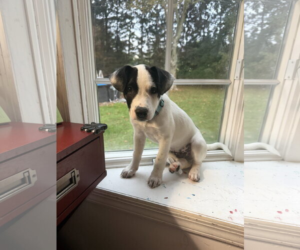 Medium Photo #3 American Pit Bull Terrier-Jack Russell Terrier Mix Puppy For Sale in Oakhurst, NJ, USA