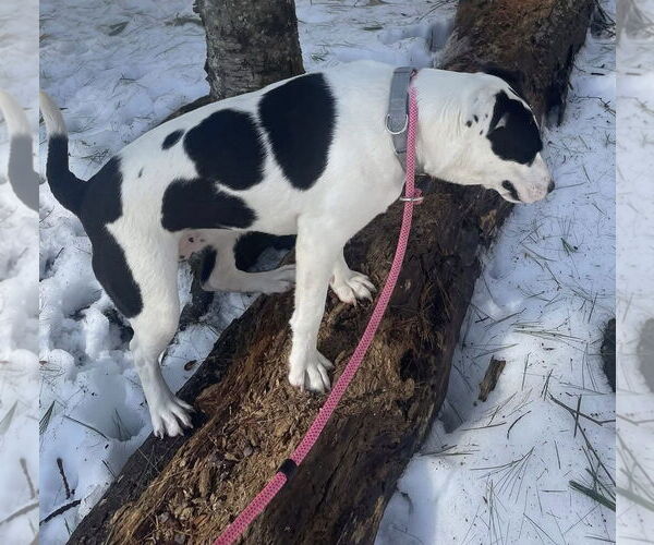Medium Photo #4 Labrador Retriever-Unknown Mix Puppy For Sale in Alexander, AR, USA