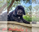 Small Photo #19 Poodle (Standard)-Wirehaired Pointing Griffon Mix Puppy For Sale in CANYON LAKE, TX, USA