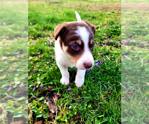 Border Collie Puppy for Sale in LOUISVILLE, Kentucky USA