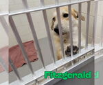 Small #7 Dachshund-Labrador Retriever Mix