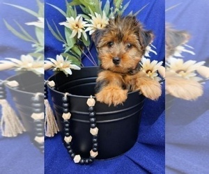 Yorkshire Terrier Puppy for sale in INDIANAPOLIS, IN, USA