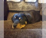 Small #6 English Springer Spaniel-Rottweiler Mix