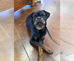 Small #9 Rottweiler