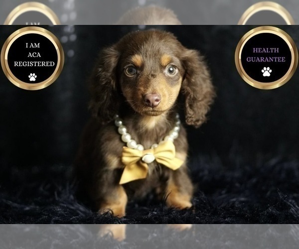 Medium Photo #6 Dachshund Puppy For Sale in WARSAW, IN, USA