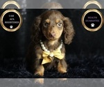 Small #5 Dachshund