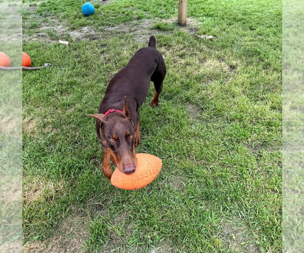 Medium Photo #19 Doberman Pinscher Puppy For Sale in Buffalo, MN, USA