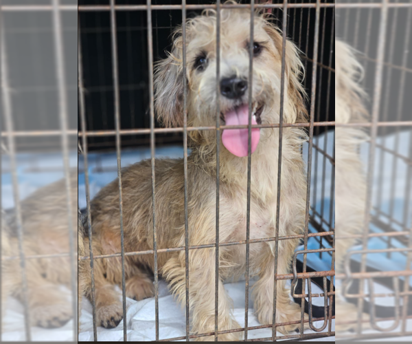 Medium Photo #7 Mutt Puppy For Sale in Cranston, RI, USA