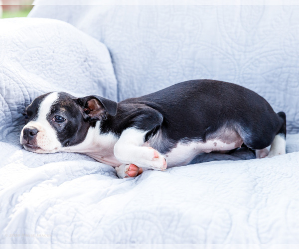 Medium Photo #16 Boston Terrier Puppy For Sale in WAKARUSA, IN, USA