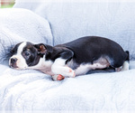 Small Photo #16 Boston Terrier Puppy For Sale in WAKARUSA, IN, USA