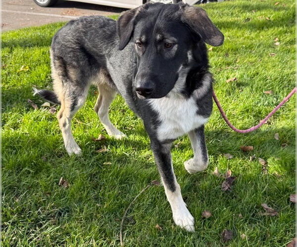 Medium Photo #2 Anatolian Shepherd-German Shepherd Dog Mix Puppy For Sale in Cupertino, CA, USA