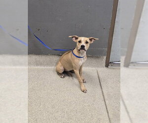 American Pit Bull Terrier Dogs for adoption in Tallahassee, FL, USA