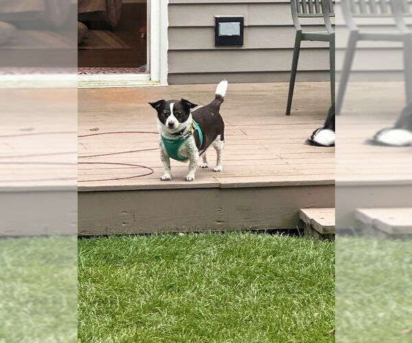 Medium Photo #3 Chiweenie Puppy For Sale in Mundelein, IL, USA