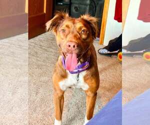 Australian Shepherd-Unknown Mix Dogs for adoption in Waterloo, IA, USA