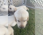 Small Photo #5 Labrador Retriever Puppy For Sale in CHURCH HILL, TN, USA