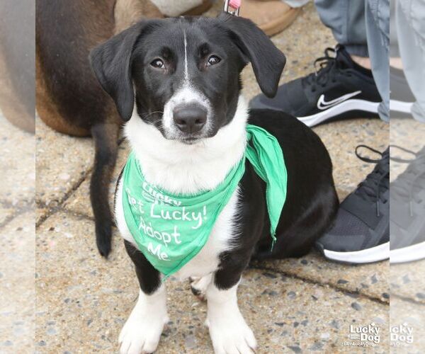 Medium Photo #6 Basset Hound-Unknown Mix Puppy For Sale in Washington, DC, USA