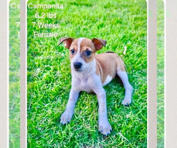 Medium Photo #3 Jack Russell Terrier-Parson Russell Terrier Mix Puppy For Sale in Sanford, FL, USA