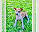 Small Photo #3 Jack Russell Terrier-Parson Russell Terrier Mix Puppy For Sale in Sanford, FL, USA