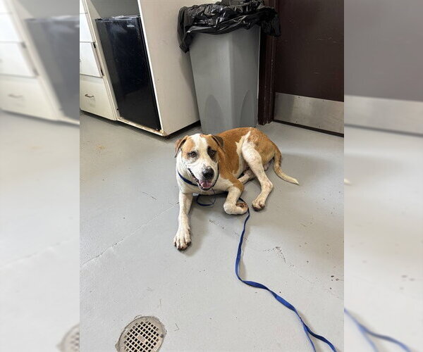Medium Photo #1 Labrador Retriever-Saint Bernard Mix Puppy For Sale in Corpus Christi, TX, USA