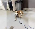 Small Labrador Retriever-Saint Bernard Mix