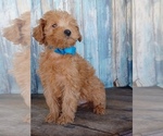 Small Photo #7 Goldendoodle (Miniature) Puppy For Sale in NILES, MI, USA
