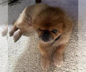 Pekingese-Unknown Mix Dogs for adoption in San Antonio, TX, USA