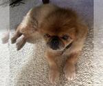 Small Pekingese Mix