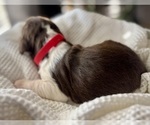 Small #1 English Springer Spaniel