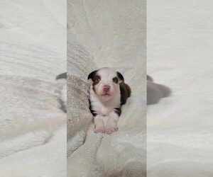 Miniature Australian Shepherd Puppy for sale in ARCHER, FL, USA
