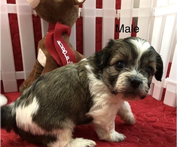 Medium Photo #1 Zuchon Puppy For Sale in SILEX, MO, USA