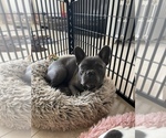 Small Photo #1 French Bulldog Puppy For Sale in EMPIRE STATE, NY, USA